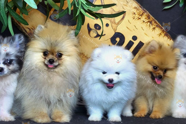 Chó phốc sóc - Chuyên trang về giống chó Pomeranian Chó Phốc Sóc Rụng Lông - Tìm Hiểu Nguyên Nhân Và Cách Khắc Phục Chăm sóc chó phốc sóc Chăm sóc chó phốc sóc