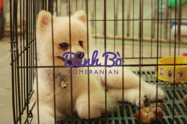 Chó phốc sóc - Chuyên trang về giống chó Pomeranian Những Mẹo Huấn Luyện Lồng Cho Pomeranian Tốt Nhất Cách chăm sóc chó phốc sóc Cách chăm sóc chó phốc sóc