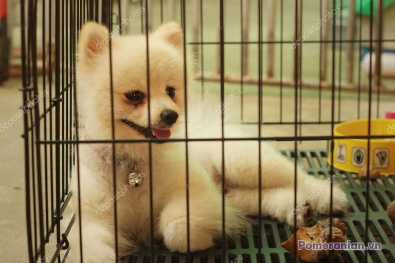 Hai chó phốc sóc con lông trắng kem đứng trong lồng huấn luyện, nền lồng sắt và sàn nhựa xanh