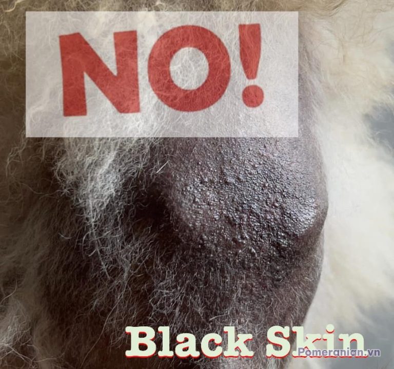 Chó phốc sóc có lông màu xám đen với tình trạng da đen, biểu hiện triệu chứng bệnh black skin