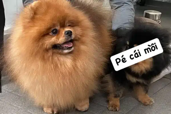Chó phốc sóc - Chuyên trang về giống chó Pomeranian Quá trình thay lông của chó phốc sóc - Hành trình từ "xấu xí" đến lộng lẫy pomeranian pomeranian