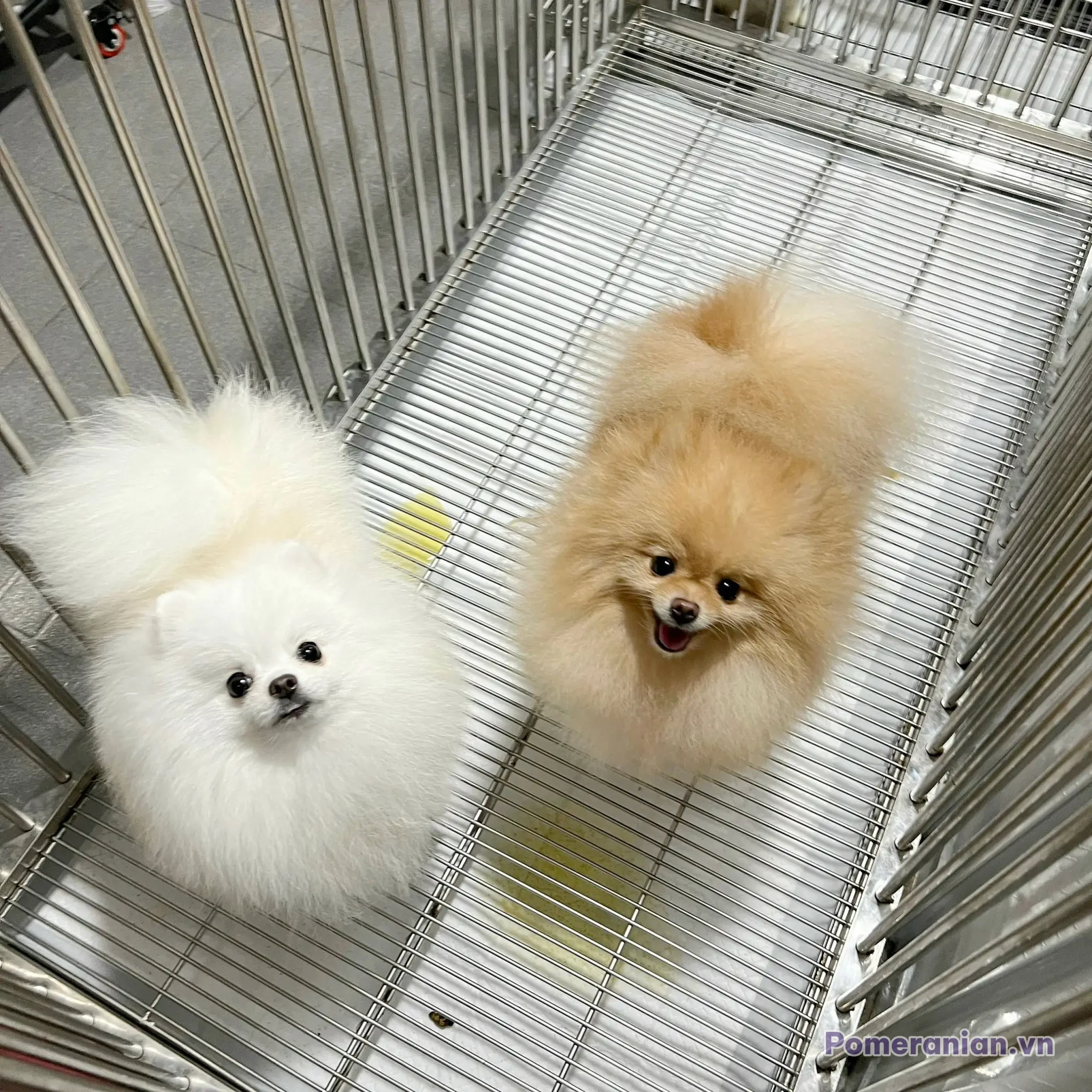 Hai chó Pomeranian, một lông trắng và một lông kem, đứng trong chuồng lưới có sàn kim loại.