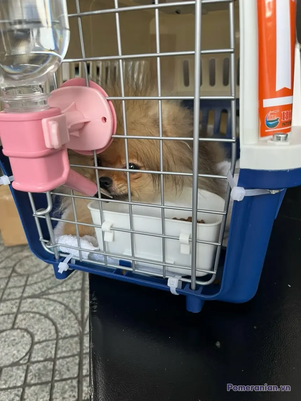 Chó phốc sóc lông nâu vàng nằm trong lồng vận chuyển màu xanh dương với phụ kiện hồng