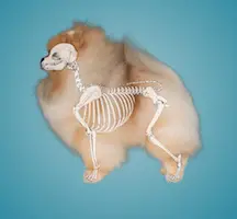 Chó Pomeranian màu kem với khung xương được hiển thị minh hoạ trên nền xanh