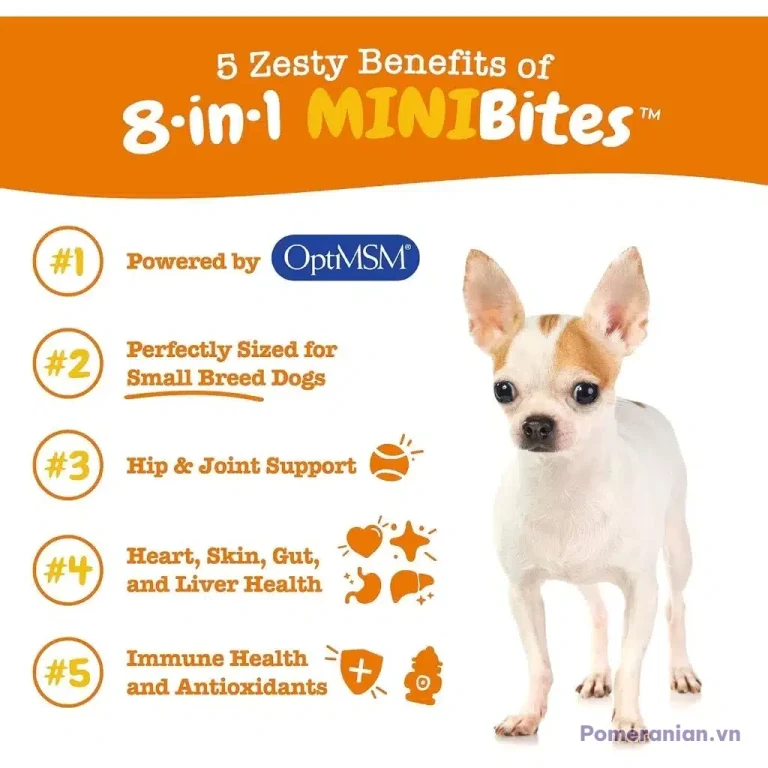 Chó Pomeranian trắng nâu đứng nhìn chính diện trên nền trắng