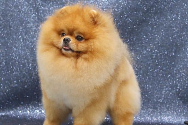 Chó phốc sóc - Chuyên trang về giống chó Pomeranian Chó pom màu cam - Tất cả những gì bạn cần biết về chó phốc sóc màu cam (chó Pomeranian màu cam) pomeranian pomeranian
