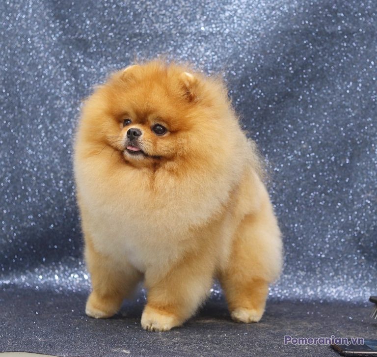 Chó Pomeranian màu cam đứng trên nền xám lấp lánh, nhìn sang hướng