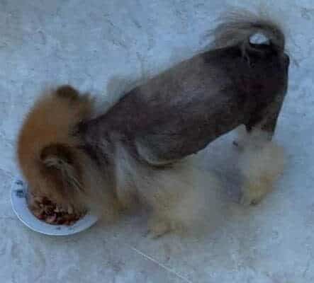 Chó phốc sóc - Chuyên trang về giống chó Pomeranian Pom bị rụng lông - Hiểu về bệnh rụng lông ở chó Pom, chó phốc sóc bị rụng lông Kiến thức cơ bản về giống chó phốc sóc Kiến thức cơ bản về giống chó phốc sóc