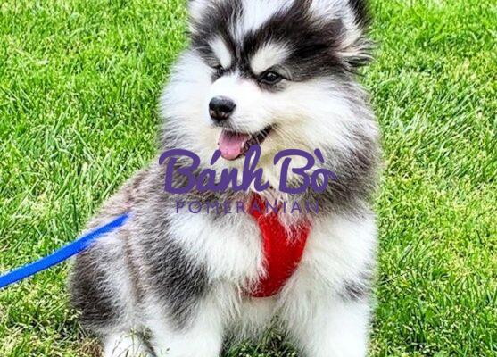 Chó phốc sóc - Chuyên trang về giống chó Pomeranian Chó Phốc Sóc Lai - Khám Phá Những kiểu Chó Pomeranian Lai thú vị nhất Kiến thức cơ bản về giống chó phốc sóc Kiến thức cơ bản về giống chó phốc sóc