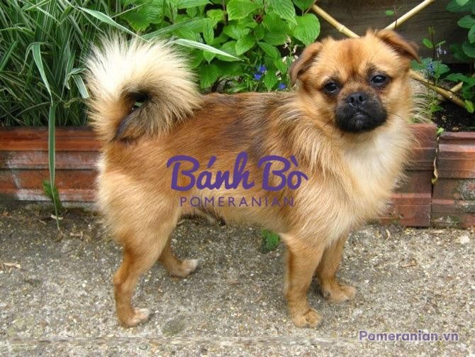 Đực giống Pomeranian lai lông kem đứng trên đất, cạnh chậu cây, có khuôn mặt đặc trưng