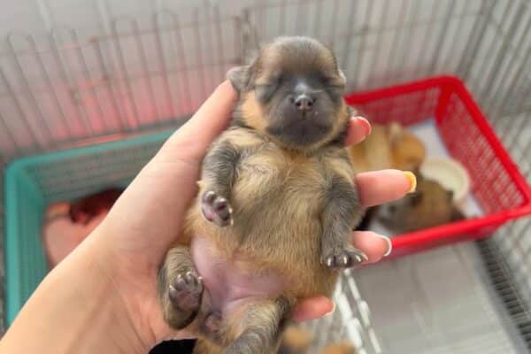 Chó phốc sóc - Chuyên trang về giống chó Pomeranian Làm sao để chọn được con Pomeranian tốt nhất trong các bé cún con tại chỗ nuôi? pomeranian pomeranian