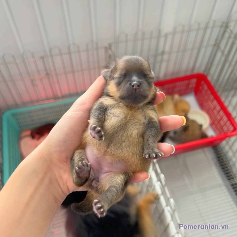 Chó phốc sóc Pomeranian trong sinh hoạt hằng ngày