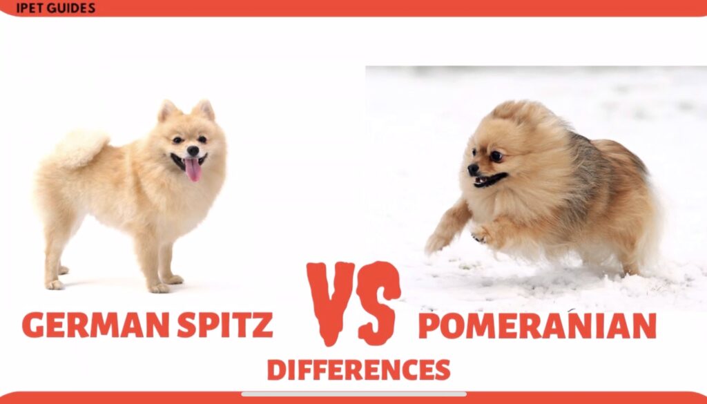 Chó phốc sóc - Chuyên trang về giống chó Pomeranian Chó của bạn có thật sự là chó phốc sóc? Chó phốc sóc Cách chăm sóc chó phốc sóc