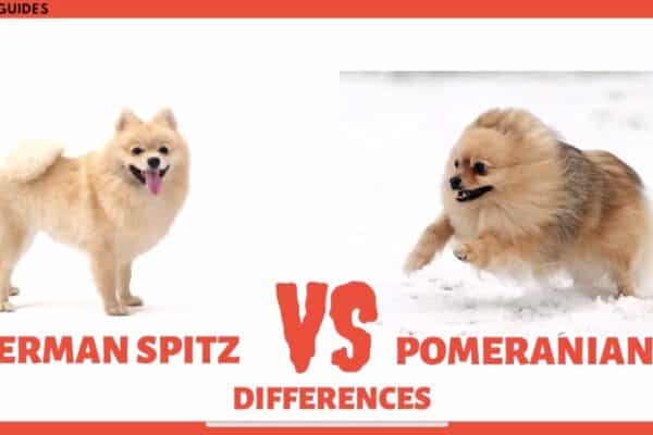 Chó phốc sóc - Chuyên trang về giống chó Pomeranian Chó của bạn có thật sự là chó phốc sóc? pomeranian pomeranian
