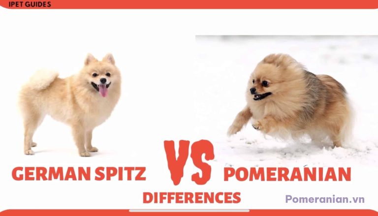 German Spitz màu kem đứng bên trái và Pomeranian màu kem trên tuyết bên phải