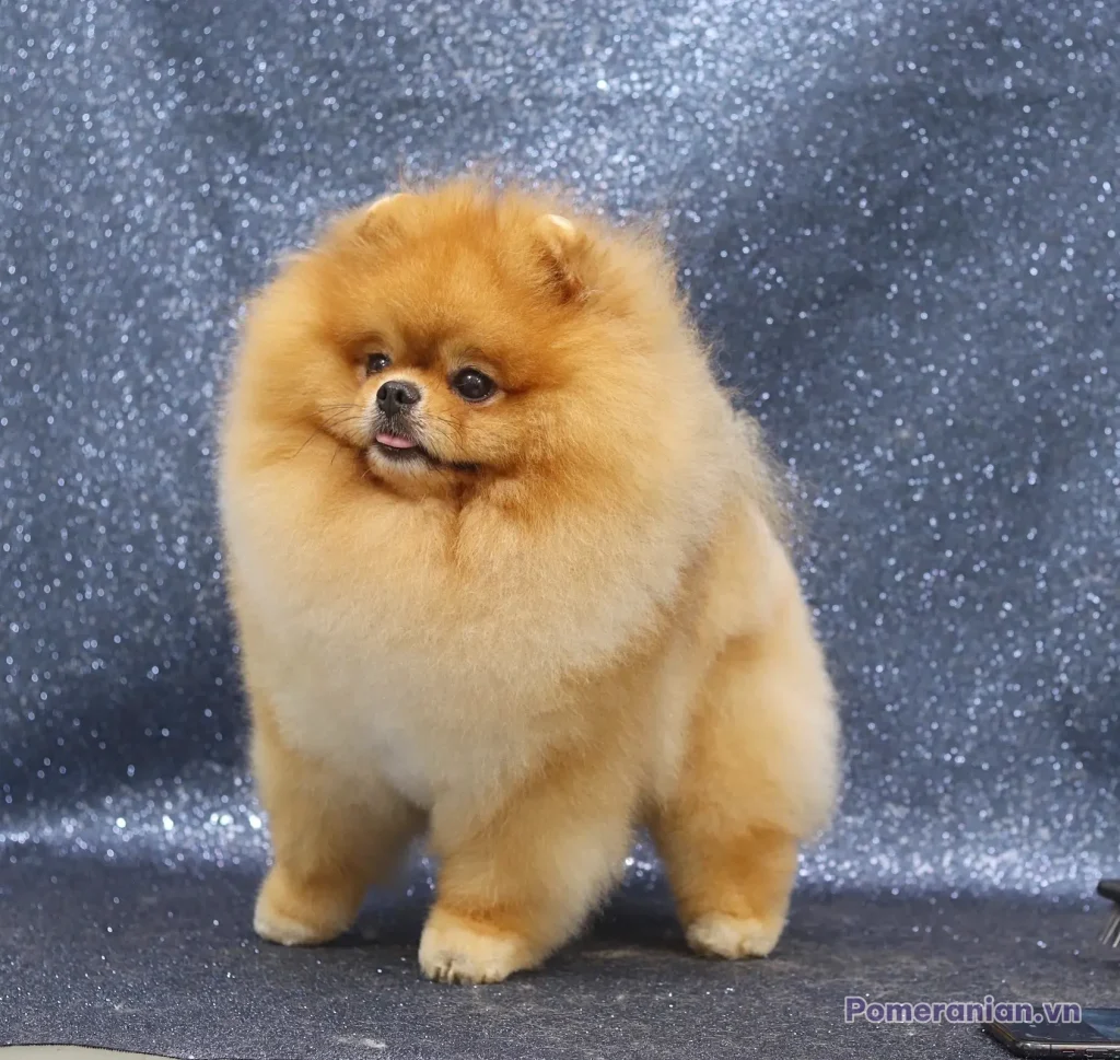 Chó phốc sóc Pomeranian trong sinh hoạt hằng ngày