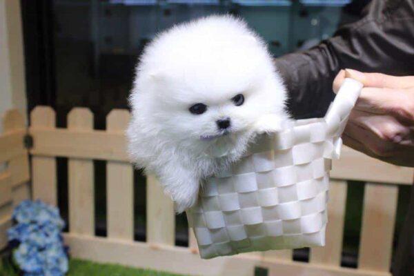teacup