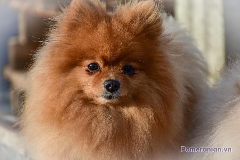Chó Pomeranian lông nâu vàng dài mềm mịn, mặt tròn đặc trưng, đôi mắt đen sáng, nhìn thẳng về phía trước