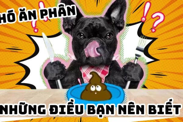 Chó phốc sóc - Chuyên trang về giống chó Pomeranian Chó ăn phân, chó ăn cứt Tại sao Pomeranian,chó phốc sóc của tôi lại có hành vi này? Cách chăm sóc chó phốc sóc Cách chăm sóc chó phốc sóc