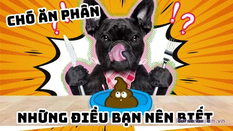 Chó phốc sóc Pomeranian trong sinh hoạt hằng ngày