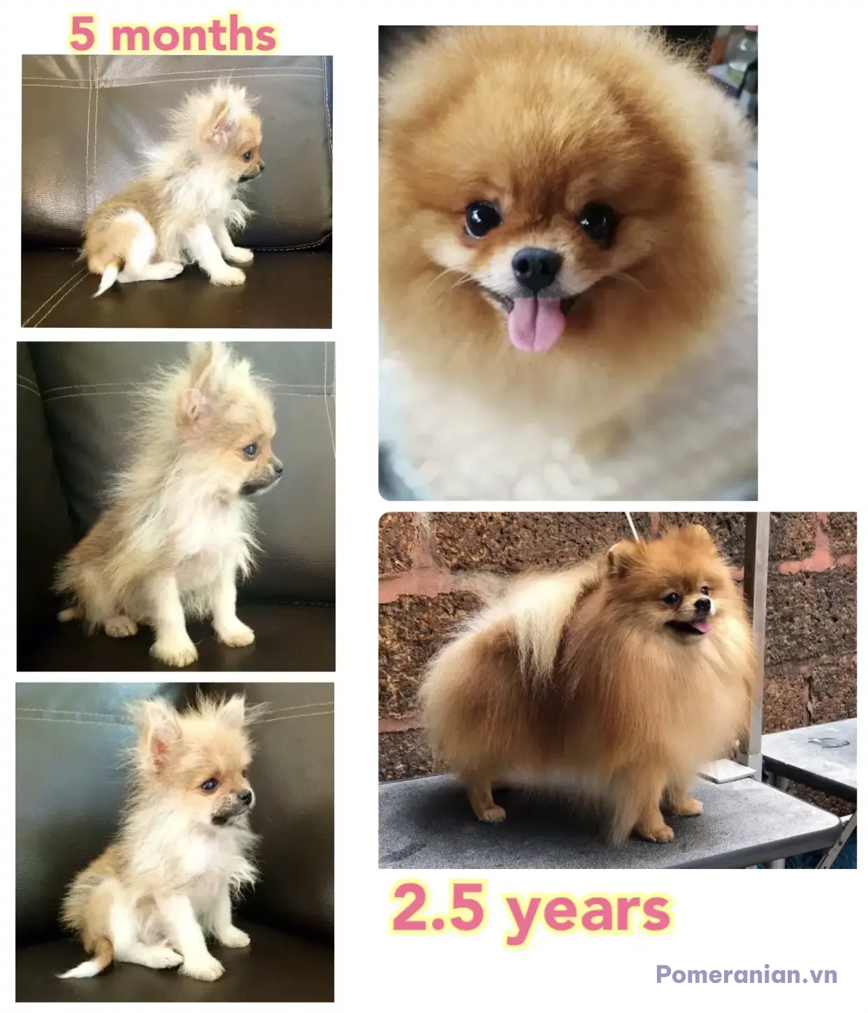 Chó Pomeranian màu kem trắng ở các độ tuổi khác nhau: 5 tháng tuổi, khoảng 1 tuổi và 2.5 tuổi