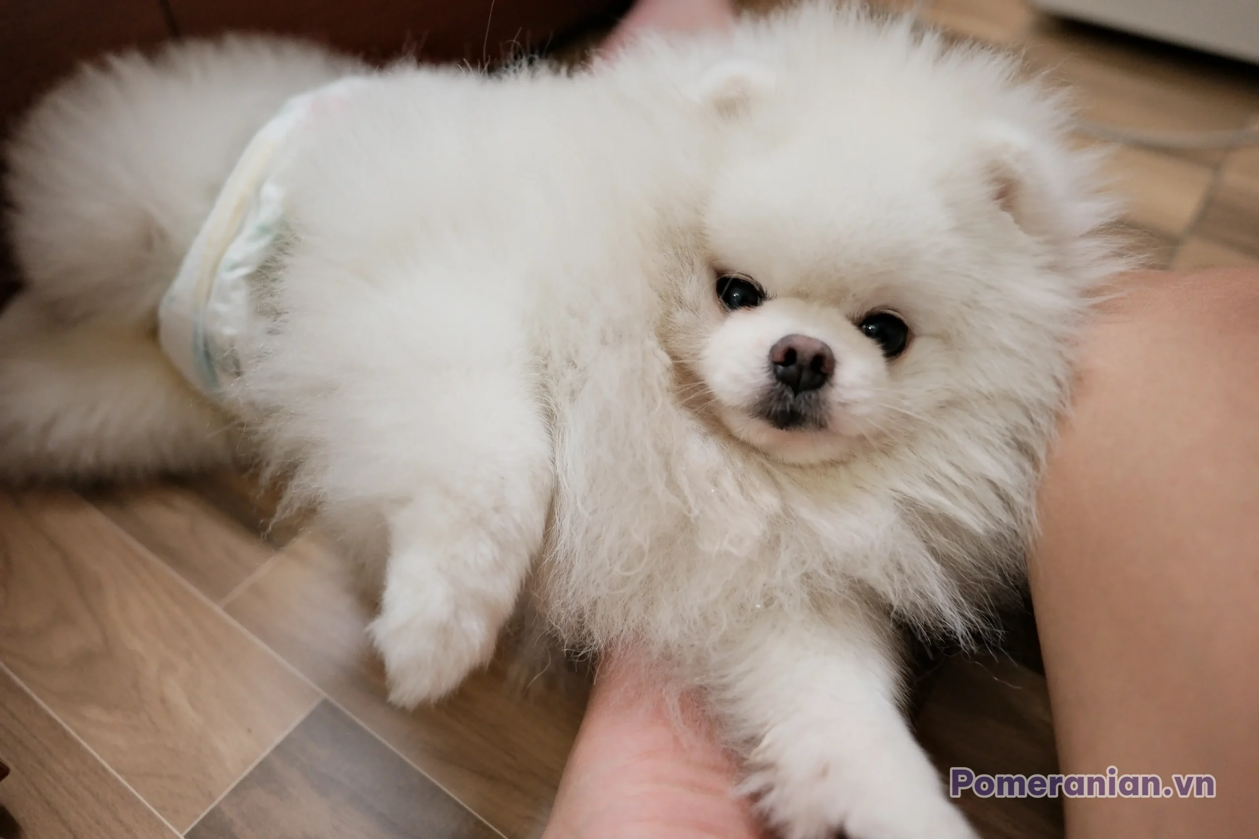Chó phốc sóc Pomeranian trong sinh hoạt hằng ngày