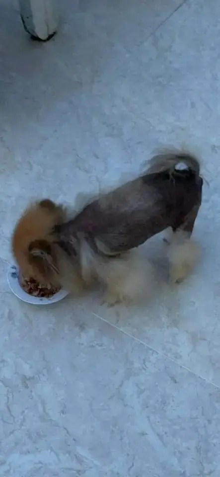 Chó Pomeranian màu nâu và trắng rụng lông nặng, nằm cạnh bát ăn trên nền sàn xi măng