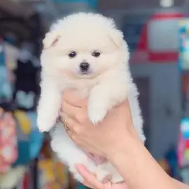 Chó phốc sóc Pomeranian trong sinh hoạt hằng ngày