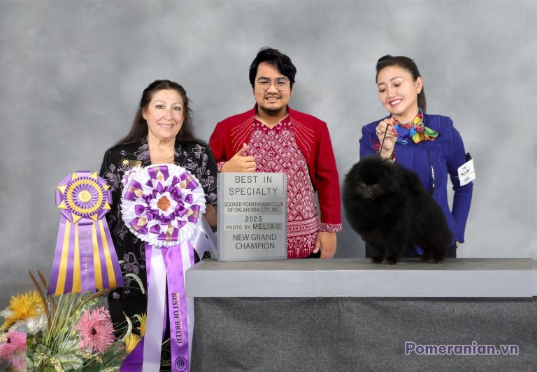Chú chó Pomeranian lông đen đứng cạnh bằng khen Best in Specialty 2025 của Sooner Pomeranian Club