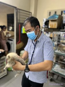 Chó phốc sóc Pomeranian trong sinh hoạt hằng ngày