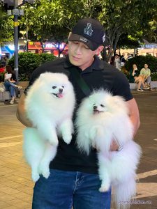 Hai chó Pomeranian màu trắng đứng cạnh nhau tại khu phố đi bộ buổi tối, nền là cây xanh và các cửa hàng.
