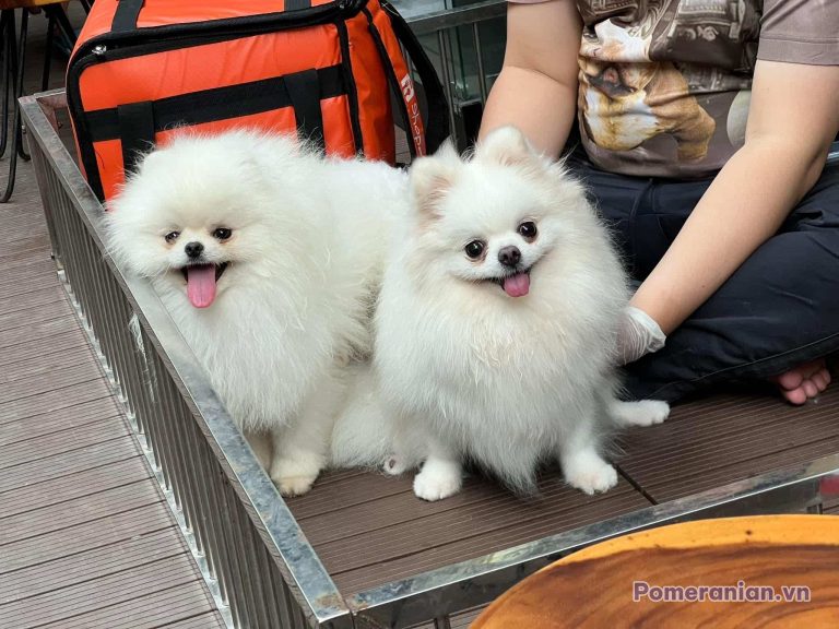 Hai chú chó Pomeranian lông trắng dài đứng trên sàn gỗ, lưỡi hơi thè ra, bên cạnh ba lô màu cam đen