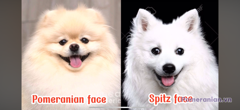 Phốc sóc lông kem miệng cười và chó Spitz trắng miệng cười đứng cạnh nhau