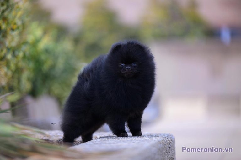 Chó Pomeranian lông đen nhỏ đứng trên mặt đá, cạnh cây xanh, nền mờ