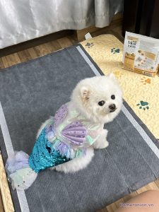 Chó phốc sóc Pomeranian trong sinh hoạt hằng ngày