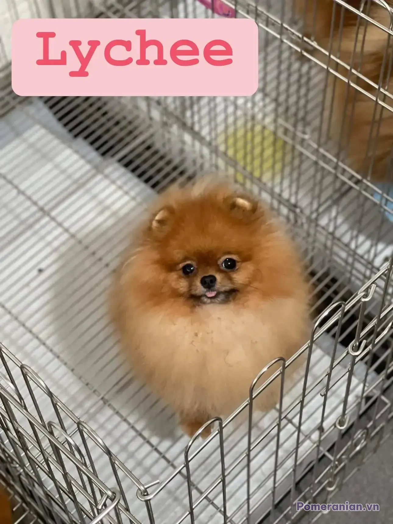 Chó phốc sóc Pomeranian trong sinh hoạt hằng ngày