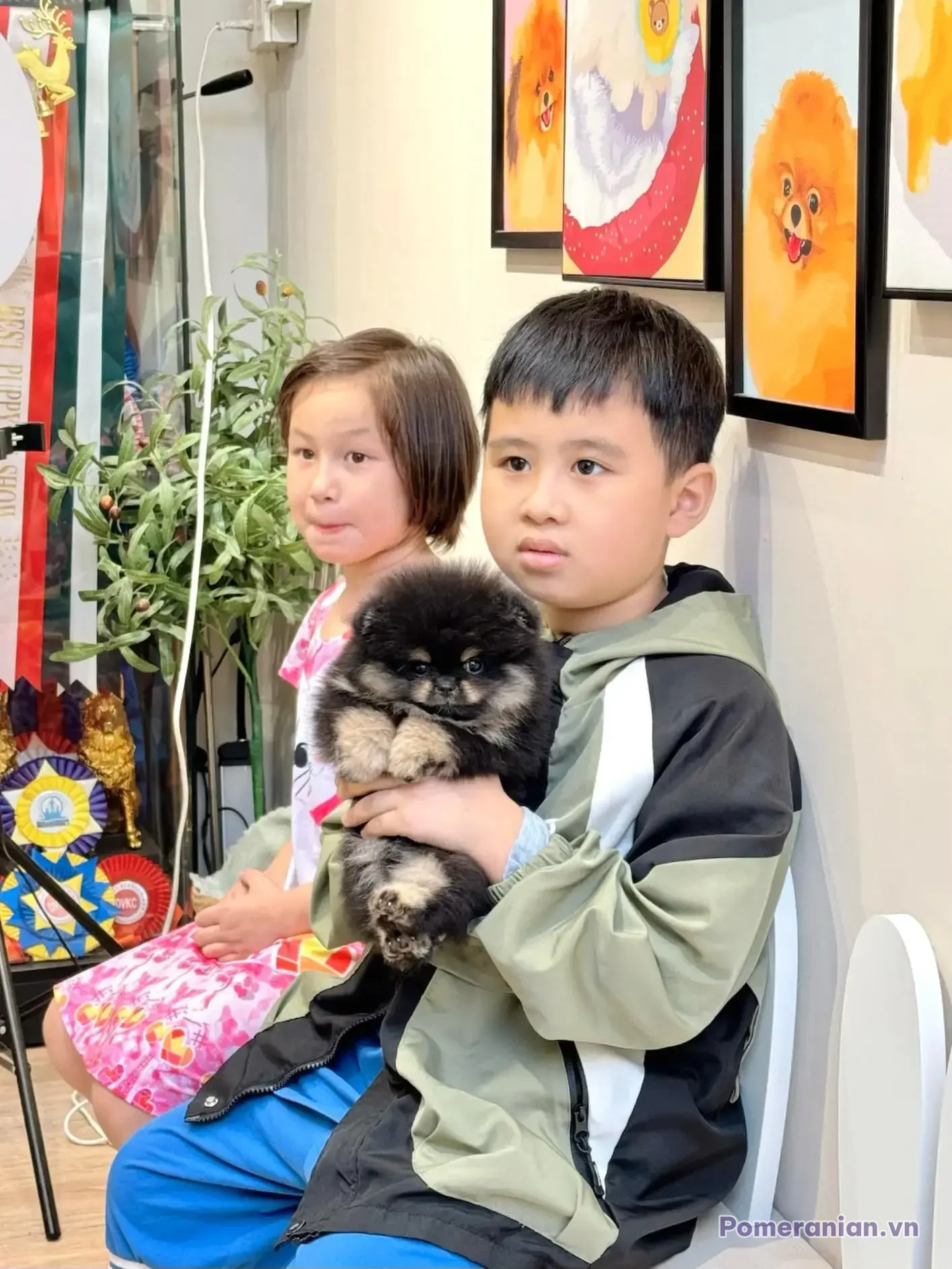 Chó phốc sóc Pomeranian trong sinh hoạt hằng ngày