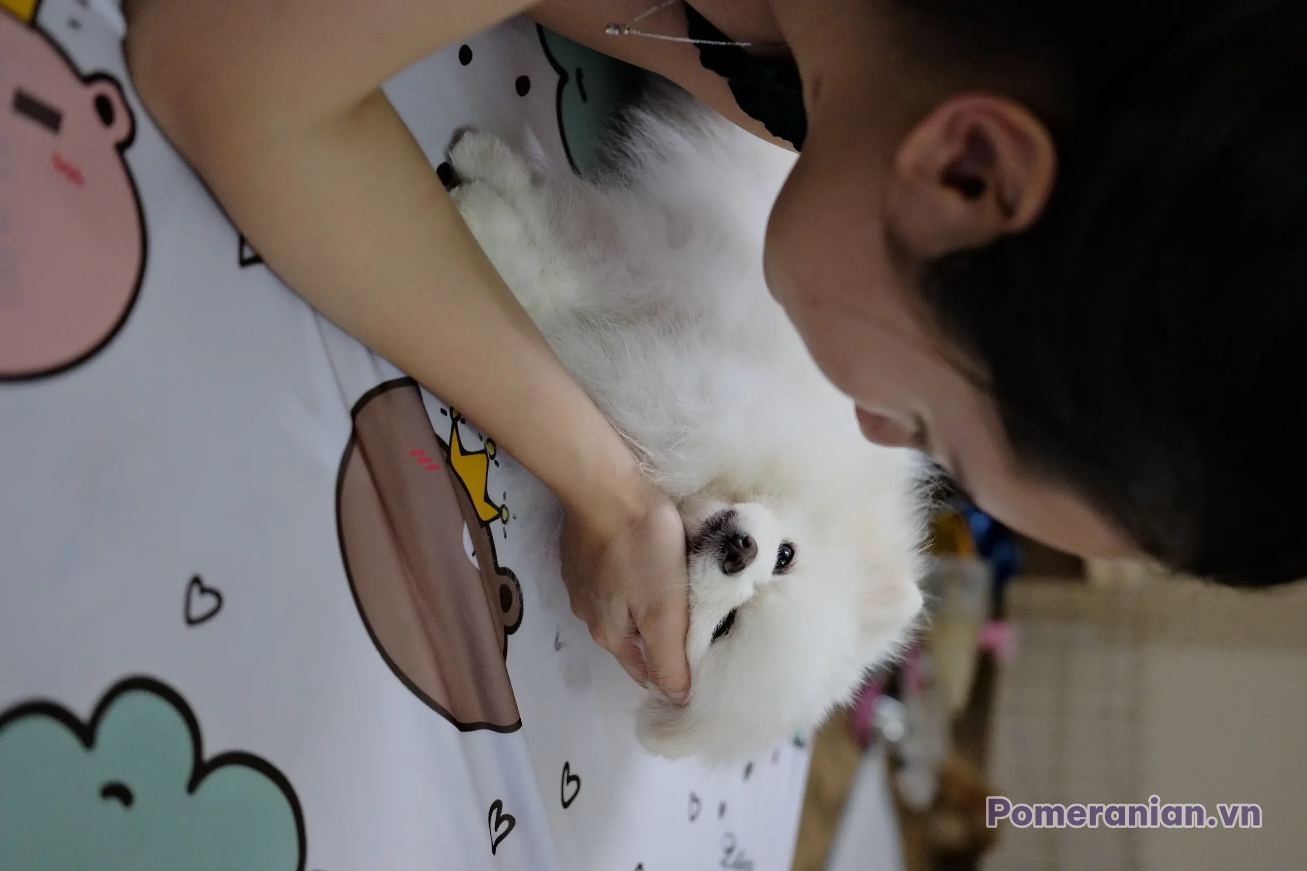 Chó phốc sóc Pomeranian trong sinh hoạt hằng ngày