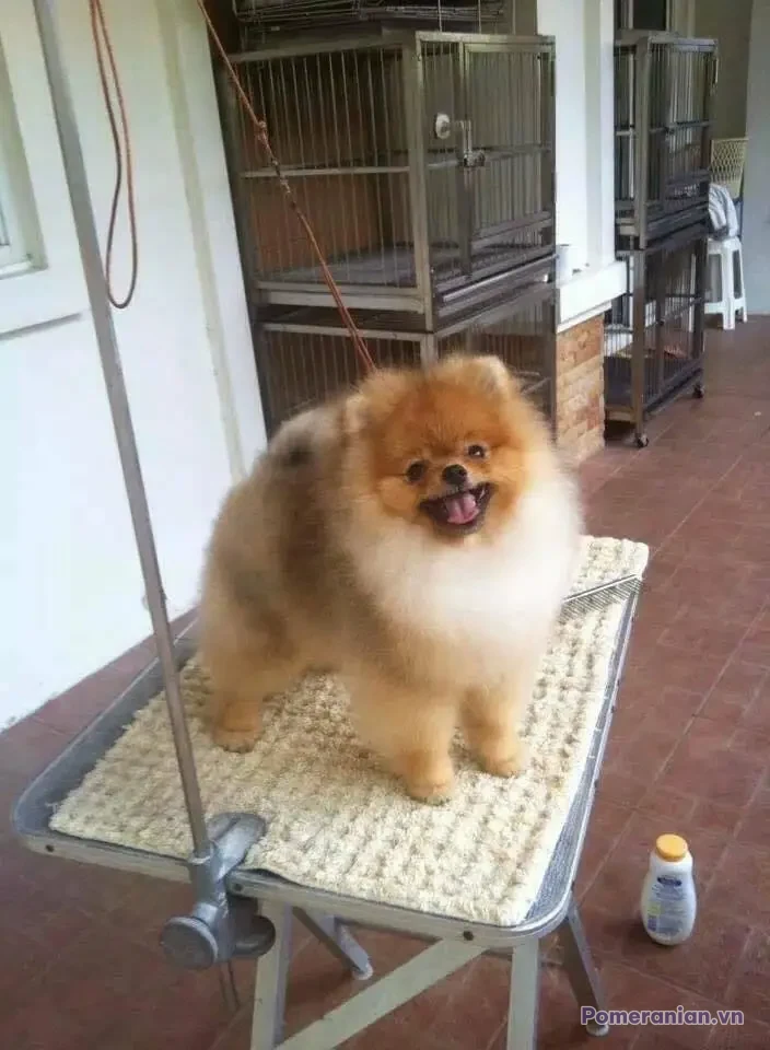 Chó Pomeranian lông kem dài đứng trên bàn grooming, miệng hở cười, bối cảnh phòng grooming với chuồng chó phía sau