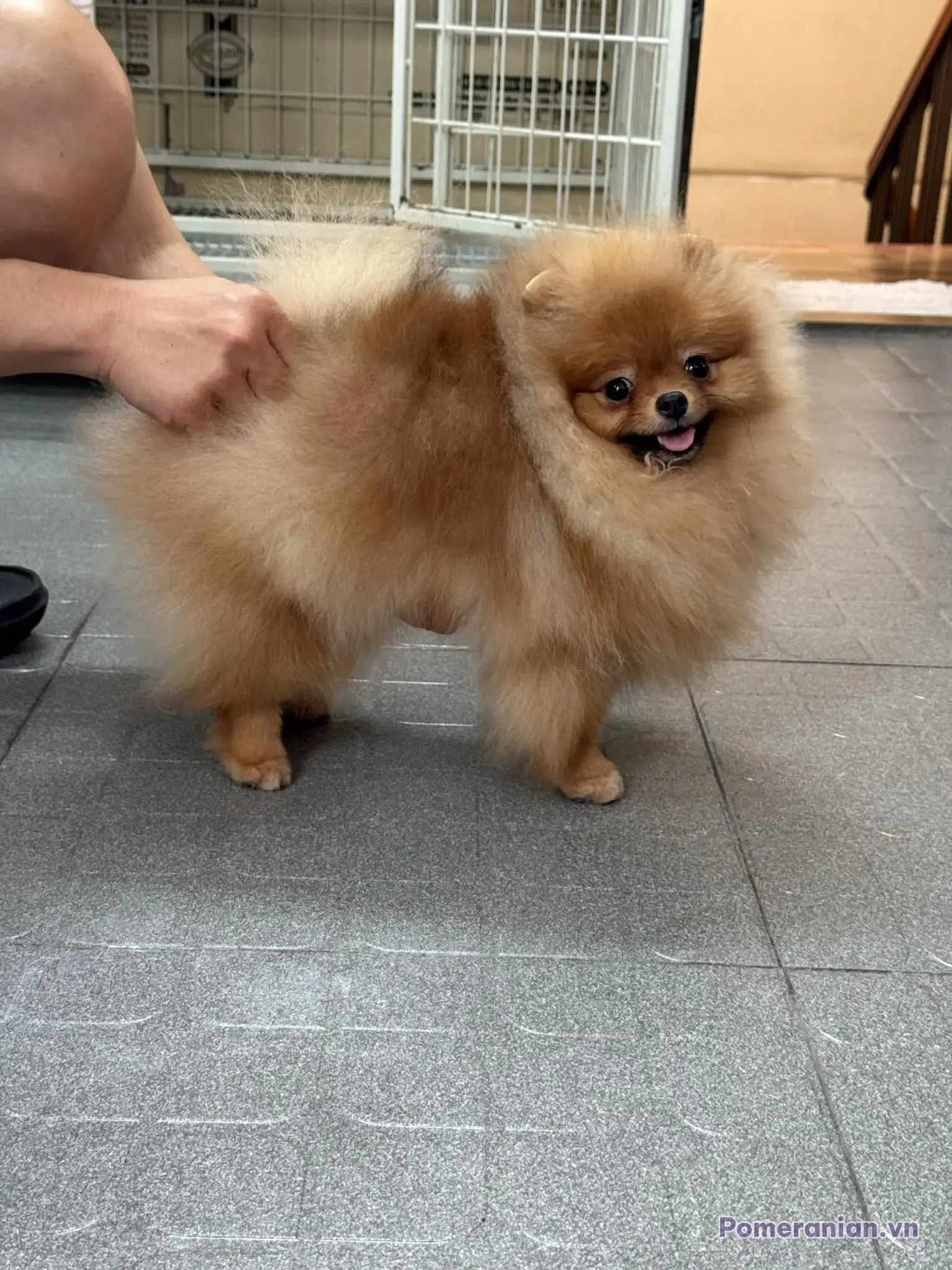 Chó Pomeranian lông kem sáng đứng trên sàn gạch, cười vui vẻ