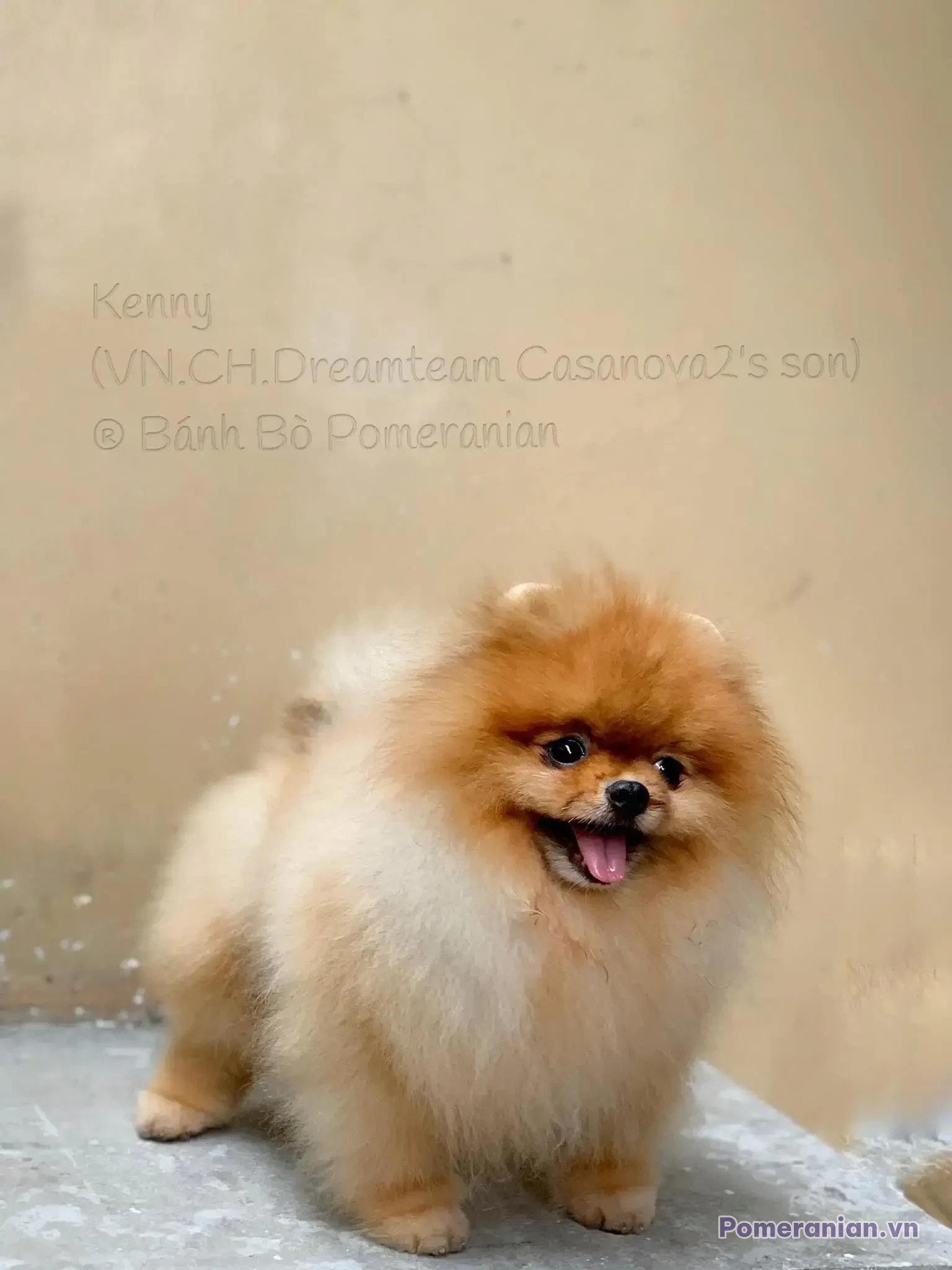 Đực giống Pomeranian Kenny lông kem trắng và nâu đứng trên nền xám, miệng mở cười vui vẻ