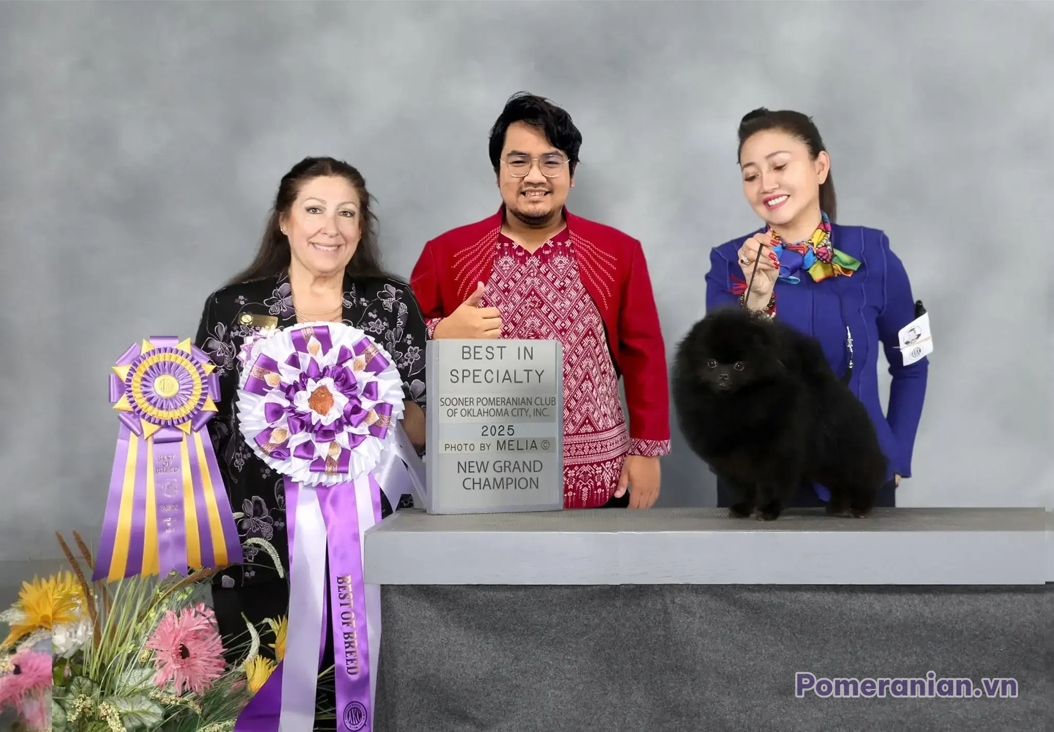 Chú chó Pomeranian lông đen đứng trên bàn trưng bày với pháp lệnh tại cuộc thi năm 2025