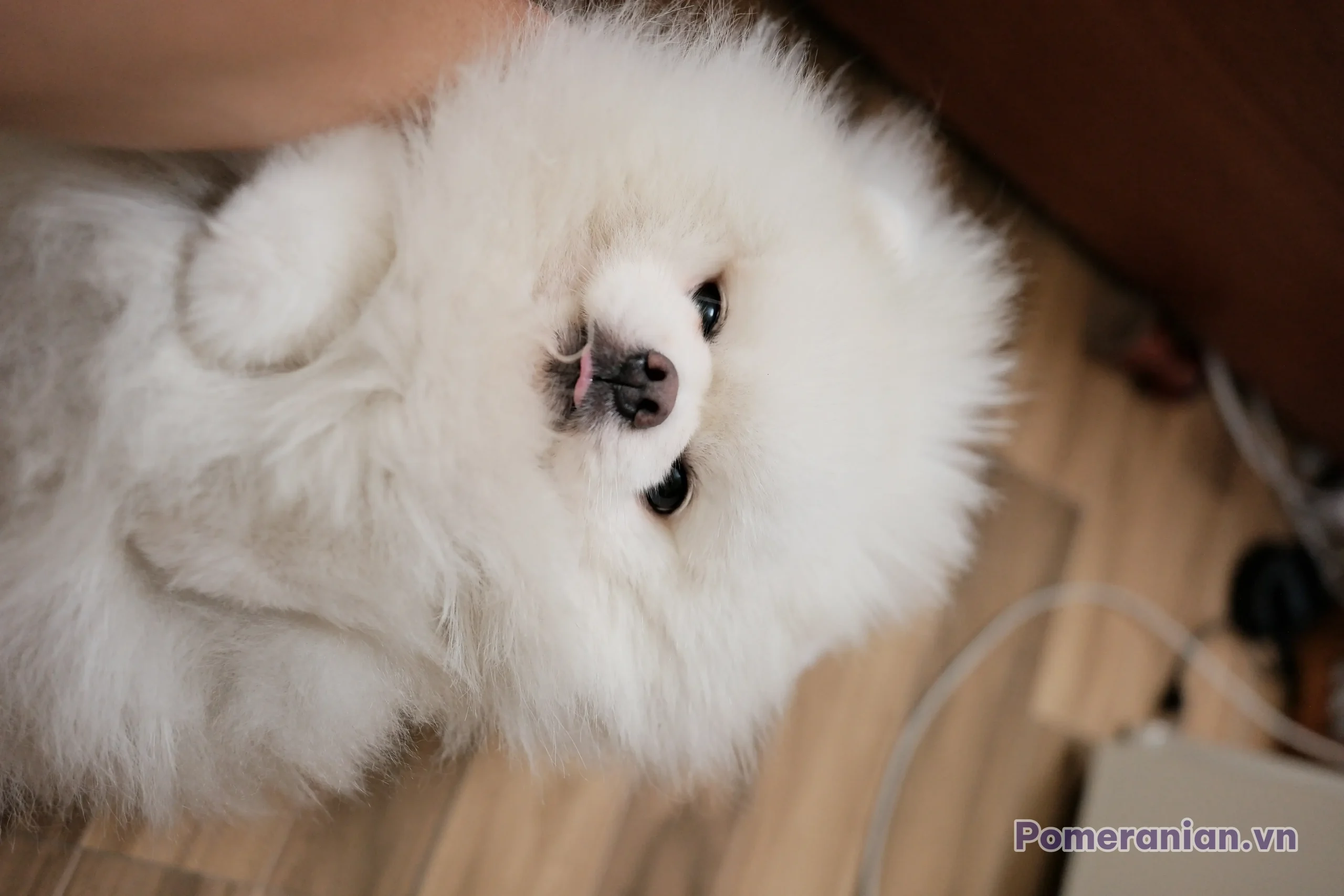 Chó phốc sóc Pomeranian trong sinh hoạt hằng ngày