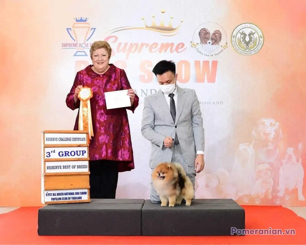Chó Pomeranian lông kem đứng trên sân khấu tại cuộc thi All Breed National Dog Show Papillon Club of Thailand