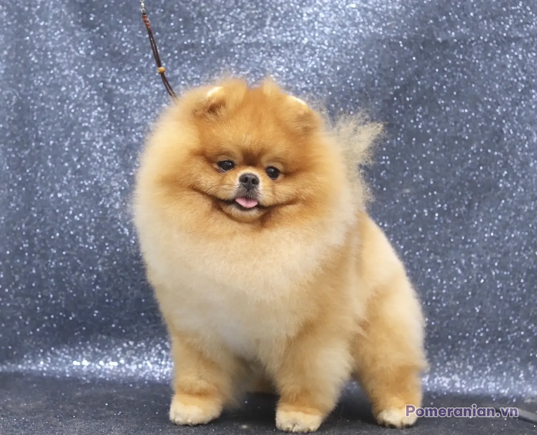 Chó Pomeranian lông kem sáng đứng trước nền xám ánh bạc, miệng mỉm cười dễ thương