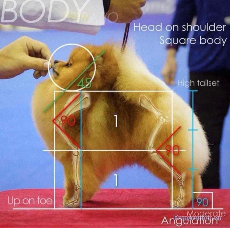 Chó Pomeranian màu kem đứng trên sân thi đấu, minh hoạ các tiêu chuẩn đánh giá thân hình với các đường kỹ thuật