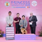 Pomeranian HD POM’S KAT – Dương Siêu Hòa