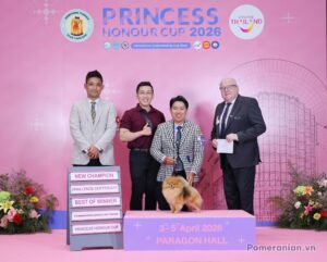 Pomeranian HD POM’S KAT – Dương Siêu Hòa