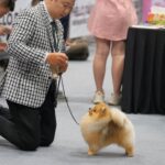 Pomeranian BANH BO POM’S CALL ME TONY TÈO