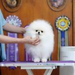 Pomeranian BORA OF WINTER BLOSSOM